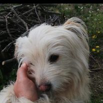 A chi spetta il cane quando una coppia si separa?